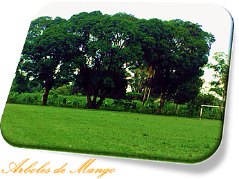- Arboles de Mango -