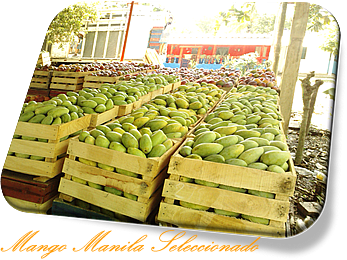 - Mango Primera - 