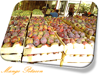 - Petacon Seleccionado -